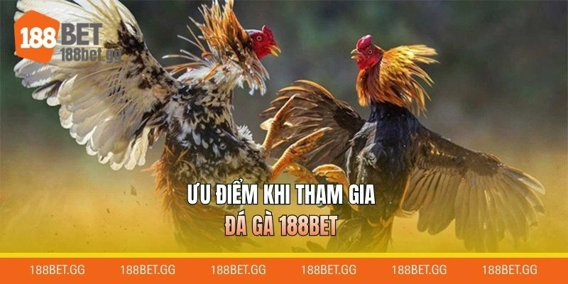 Ưu điểm khi tham gia đá gà 188BET