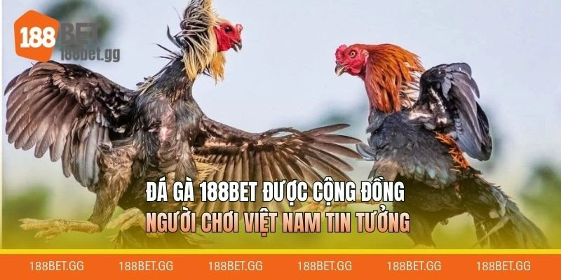 Đá gà 188BET được cộng đồng người chơi Việt Nam tin tưởng