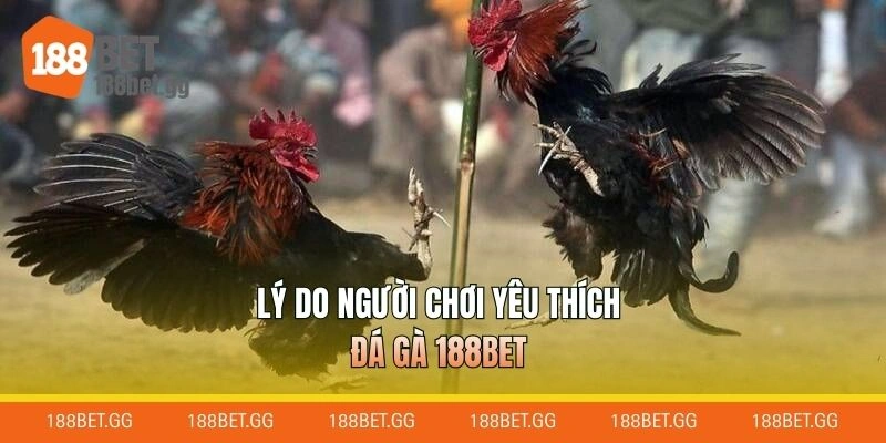 Lý do người chơi yêu thích đá gà 188BET